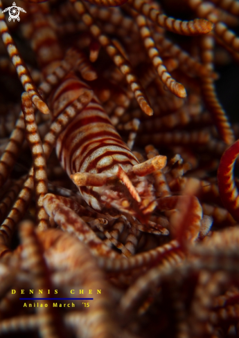 A CRINOID COMMENSAL SHRIMP 