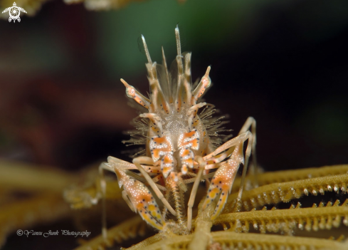 A Tiger shrimp