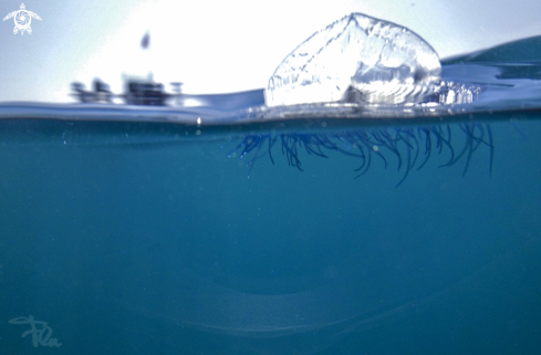 A velella