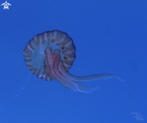 A medusa