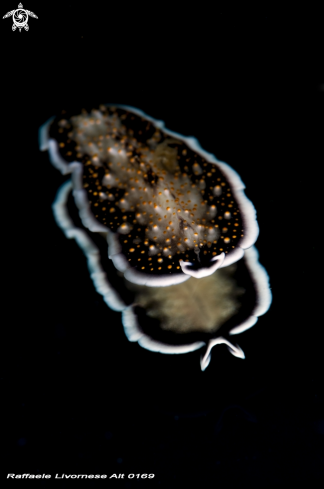 A Nudibranch