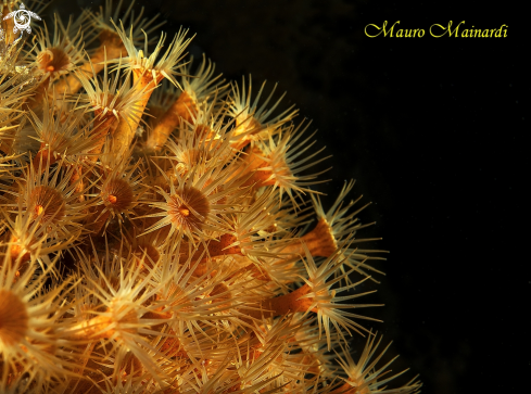 A Mediterranean Flowers - Isola d'Elba, night dive