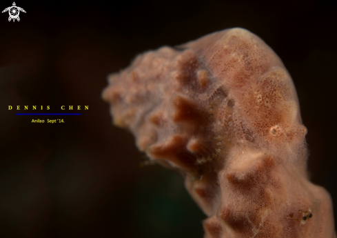 A Cryptic sponge shrimp 