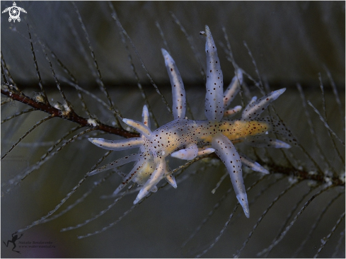 A Nudibranch