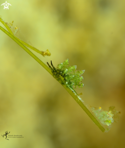 A Nudibranch