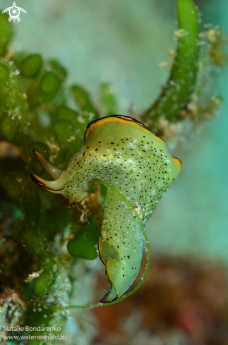 A Nudibranch