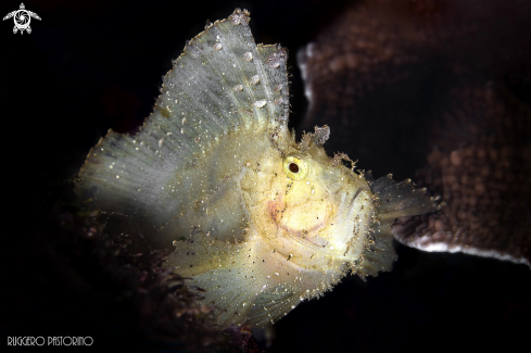 A Leaf fish