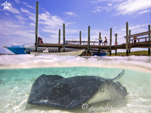 A Dasyatis Americana | Southern Stingray