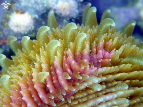 A coral Fungia details