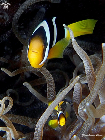 A Black clownfish