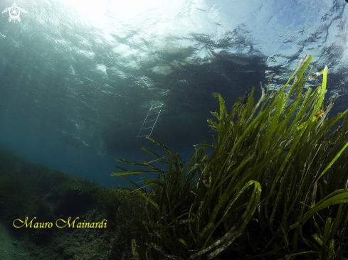 A Posidonia oceanica