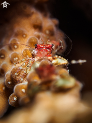 A Porcellanidae sp. | Porcelain Crab
