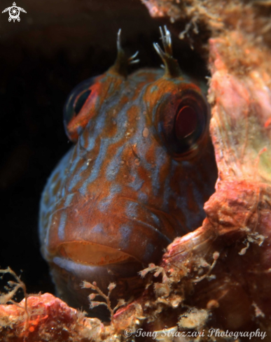 A Horned blenny