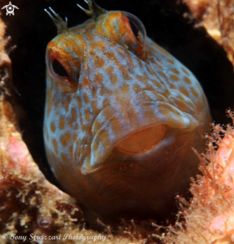 A Parablennius intermedius | Horned blenny