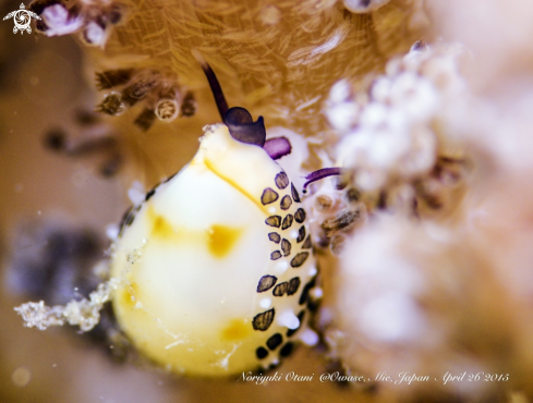 A Allied cowrie