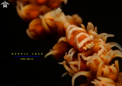 A Whip Coral Shrimp