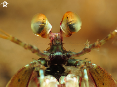 A mantis shrimp 