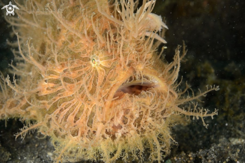 A Hairy Frogfish