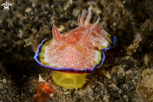 A White ringed chromodoris