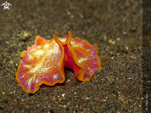 A Pseudoceros ferrugineus