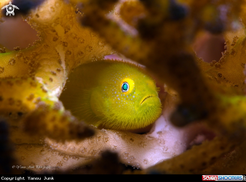 A Yellow hairy goby