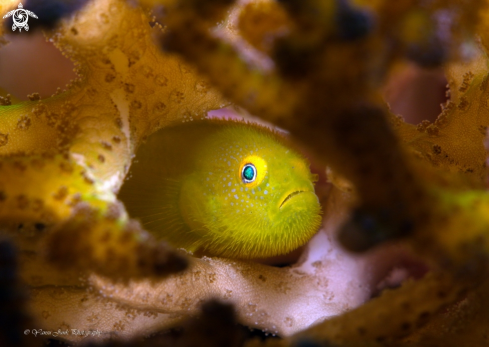 A Yellow hairy goby