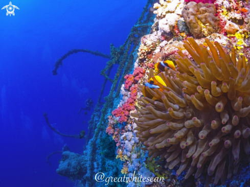 A Amphiprion bicinctus | Red Sea Clownfish