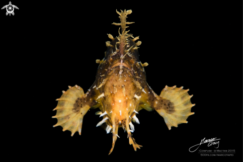 A frogfish