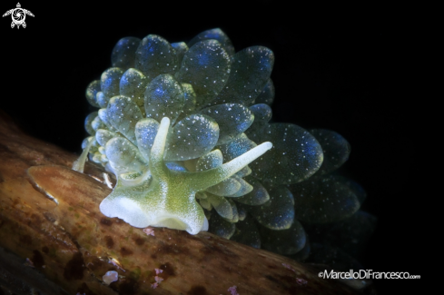 A Nudibranch