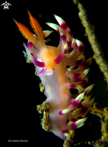 A Flabellina expotata 