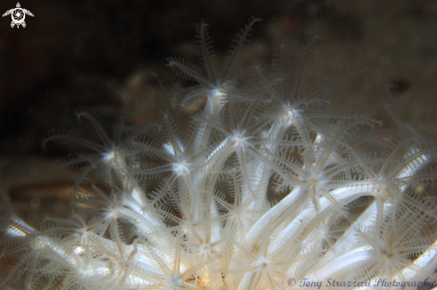 A Cavernularia obesa | Obese sea pen