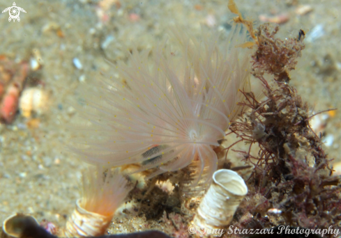 A Featherduster worm