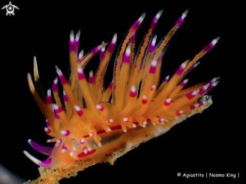 A Smooth rhinophores - Unidentia angelvaldesi | Smooth rhinophores - Unidentia angelvaldesi