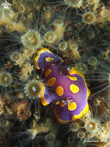 A Felimida luteorosea and Epizoanthus arenaceus | Nudibranch