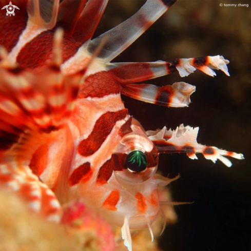 A Lionfish