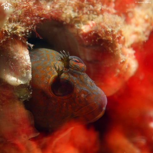 A Horned Blenny