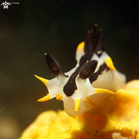 A Polycera capensis | Punk Polycera Nudibranch