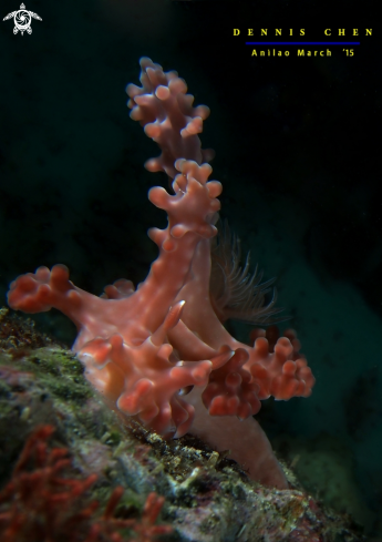 A Nudi