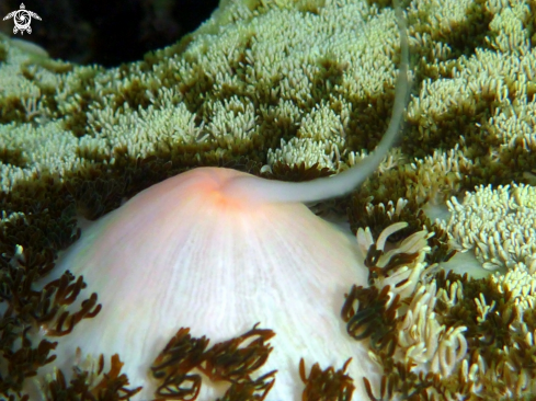 A Detail Anemone 