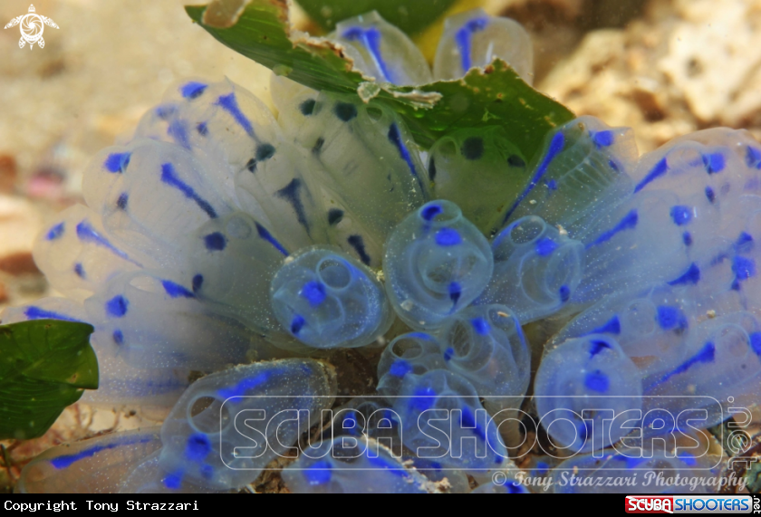 A Blue ascidian