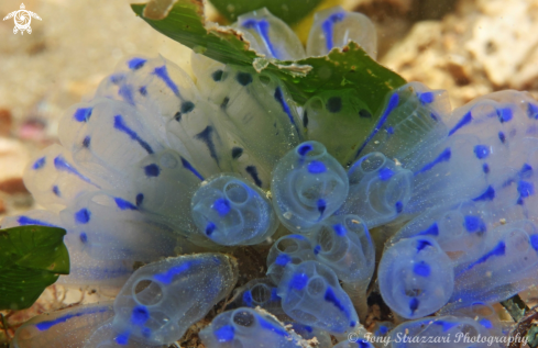 A Blue ascidian