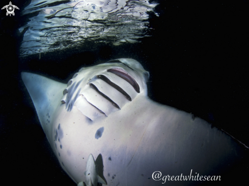 A Manta Ray