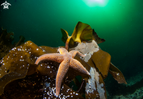 A underwater creature