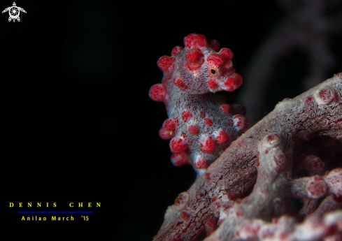 A Pygmy seahorse 