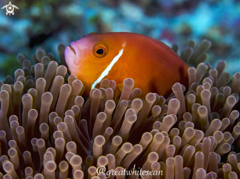 A Maldive Clownfish and Anemone