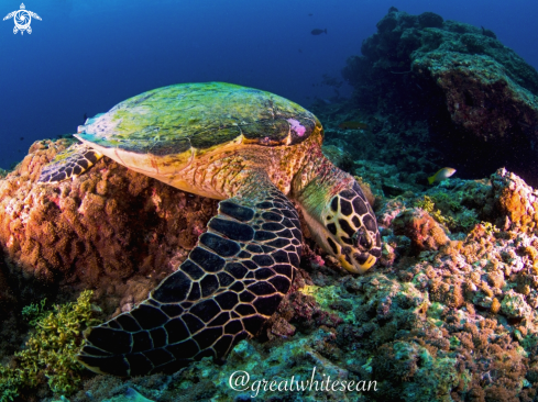 A Eretmochelys imbricata | Hawksbill Turtle