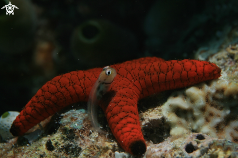 A Blenny