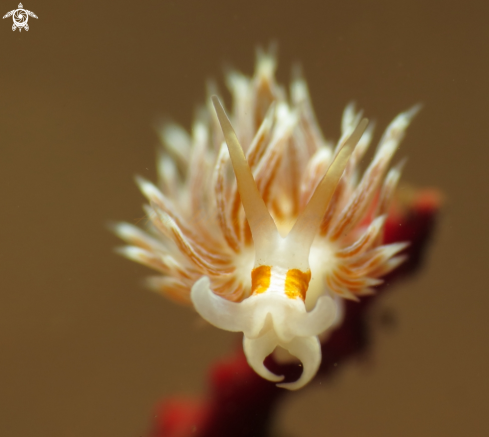 A nudibranch 