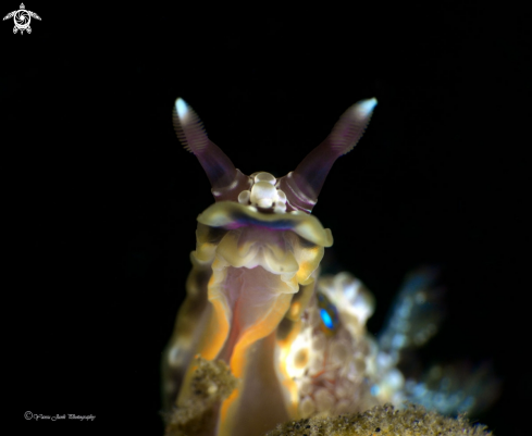 A Dendrodoris