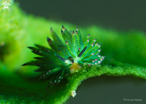 A Costasiella kurosimae | Shaund the sheep